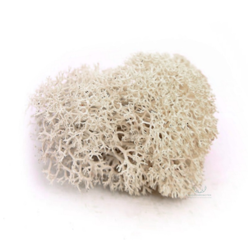 Reindeer Moss 500g Natural White Color, Purified, Norwegian, 100 Real. For decoration and moss